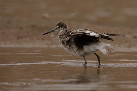 Willet