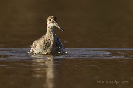Willet