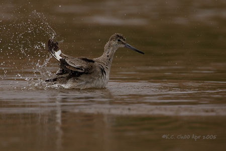 Willet