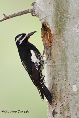 Williamson's Sapsucker