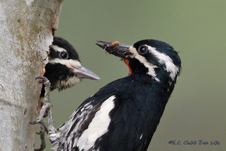 Williamson's Sapsucker