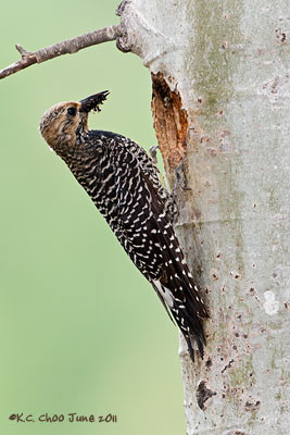 Williamson's Sapsucker