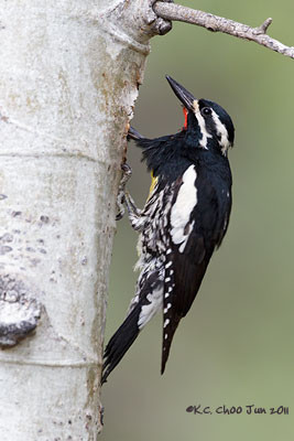 Williamson's Sapsucker