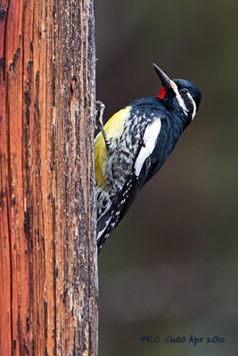 Williamson's Sapsucker