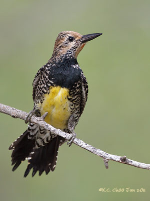 Williamson's Sapsucker