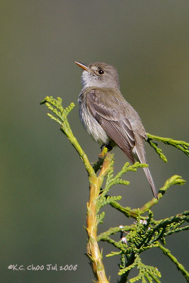 Willow Flycatcher