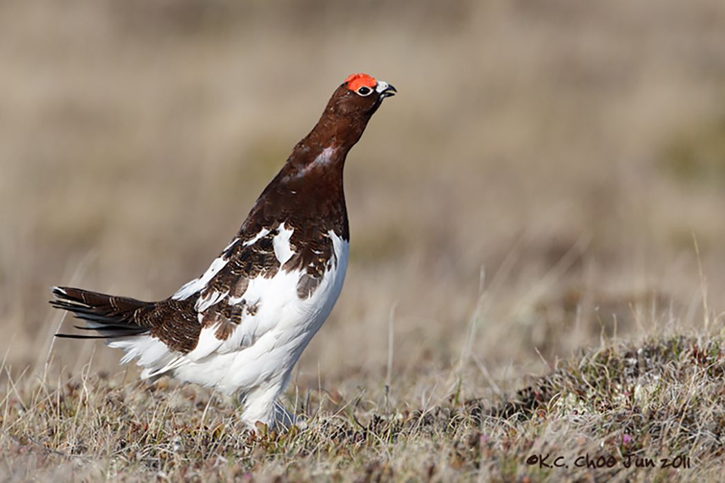 Willow Ptarmigan