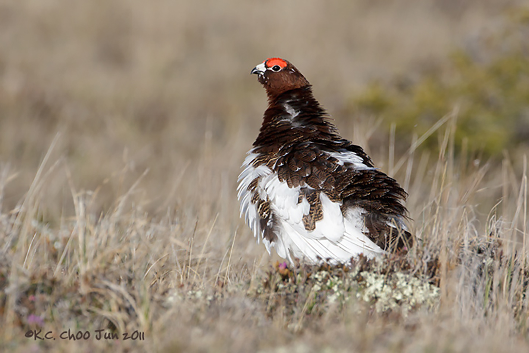 Willow Ptarmigan