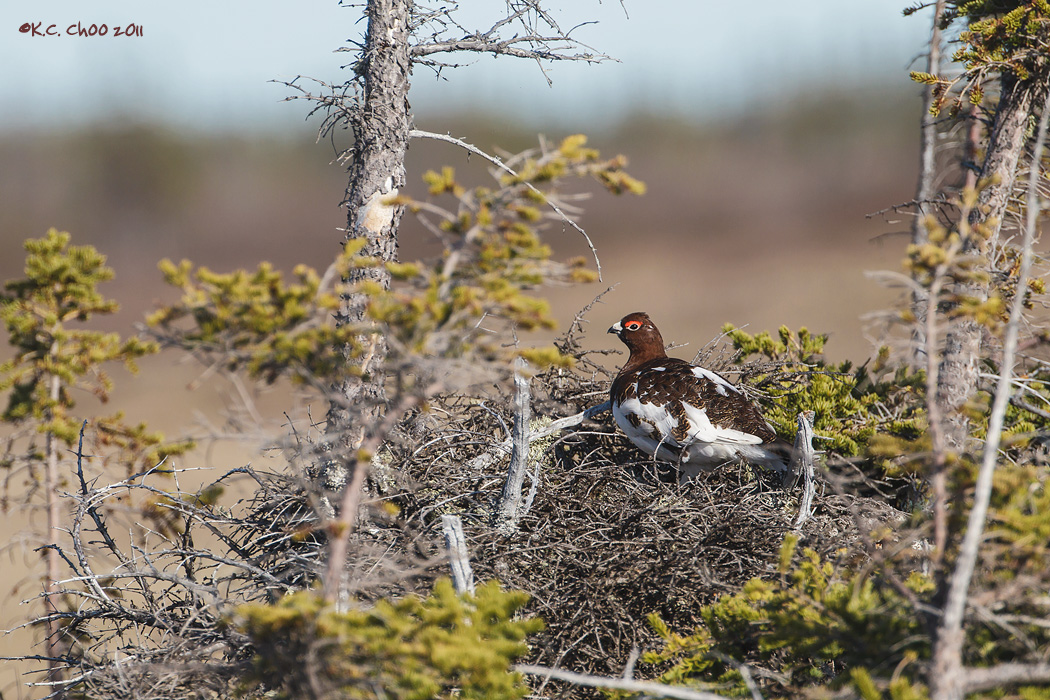 Willow Ptarmigan