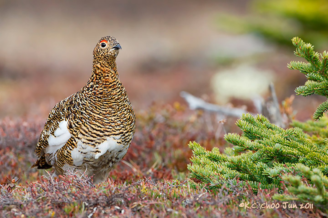 Willow Ptarmigan