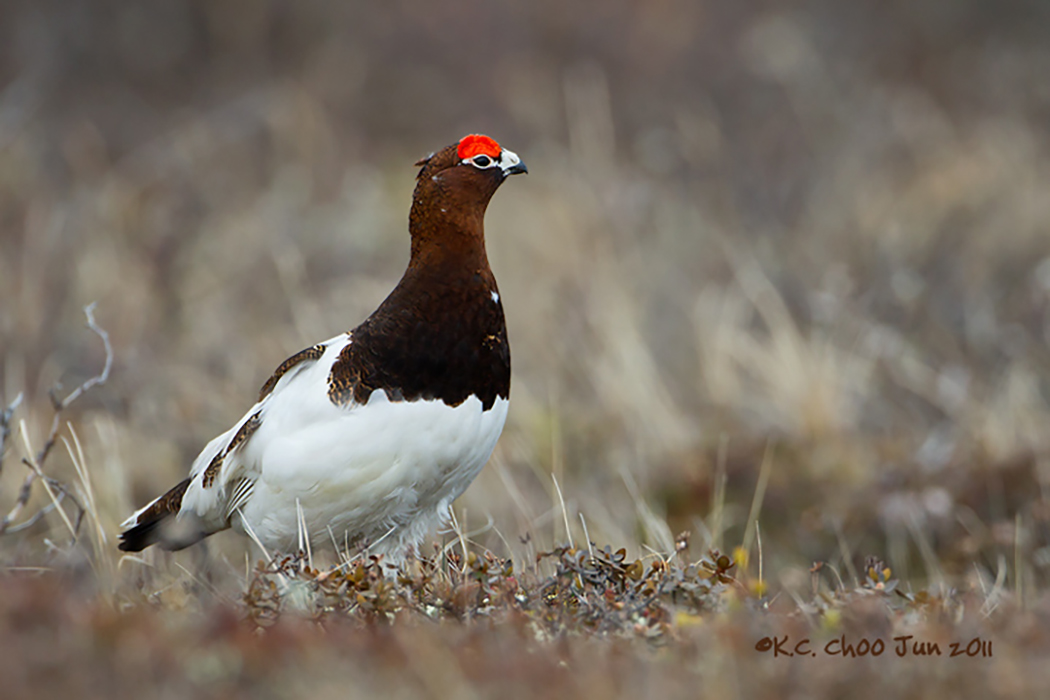 Willow Ptarmigan