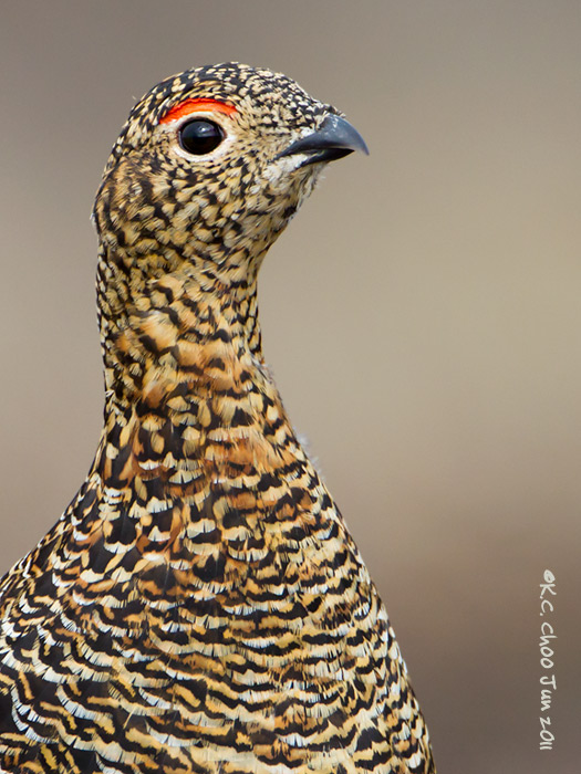 Willow Ptarmigan