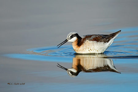 Wilson's Phalarope