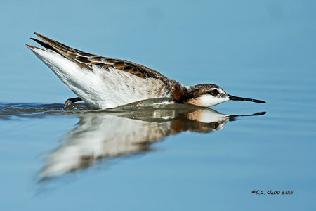 Wilson's Phalarope