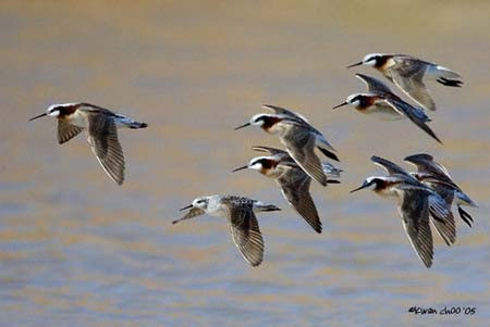 Wilson's Phalarope