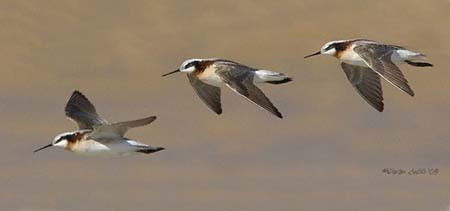 Wilson's Phalarope