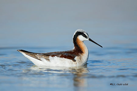 Wilson's Phalarope