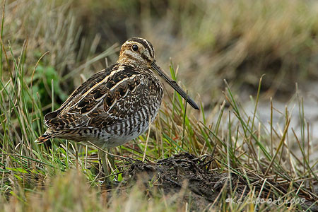 Wilson's Snipe
