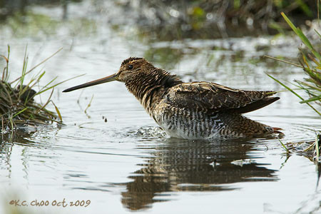 Wilson's Snipe