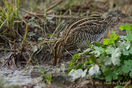 Wilson's Snipe