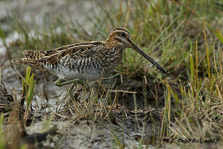 Wilson's Snipe