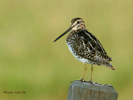 Wilson's Snipe