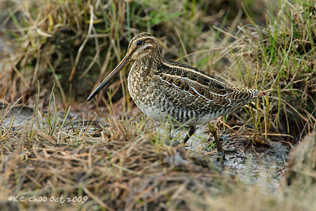Wilson's Snipe