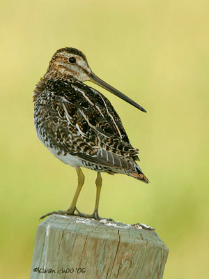 Wilson's Snipe