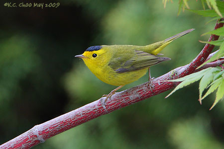 Wilson's Warbler