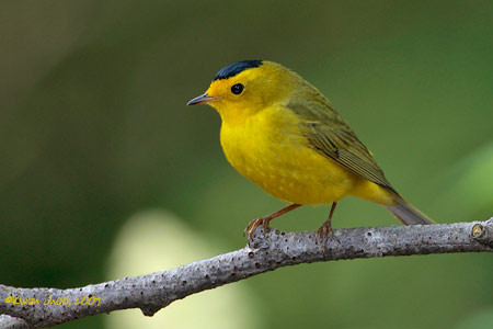 Wilson's Warbler