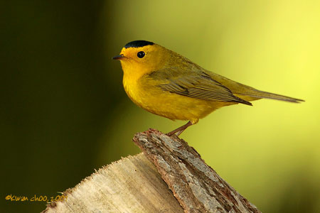 Wilson's Warbler