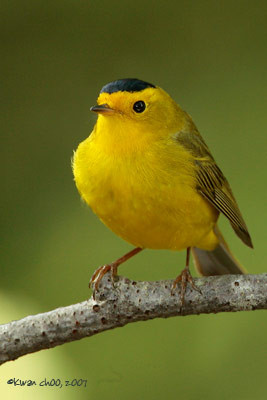 Wilson's Warbler