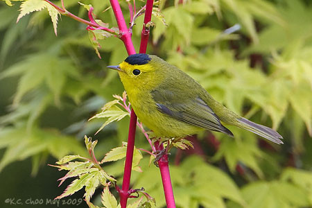 Wilson's Warbler