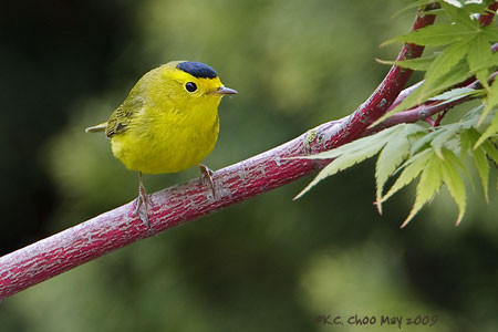 Wilson's Warbler