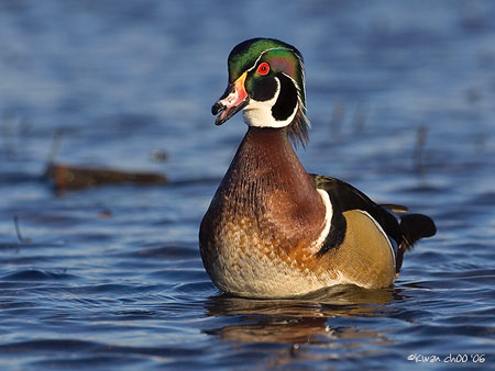 Wood Duck