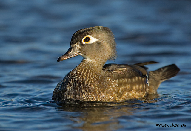 Wood Duck