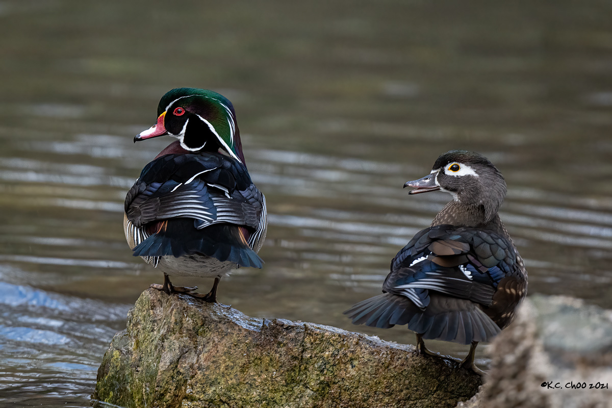 Wood Duck