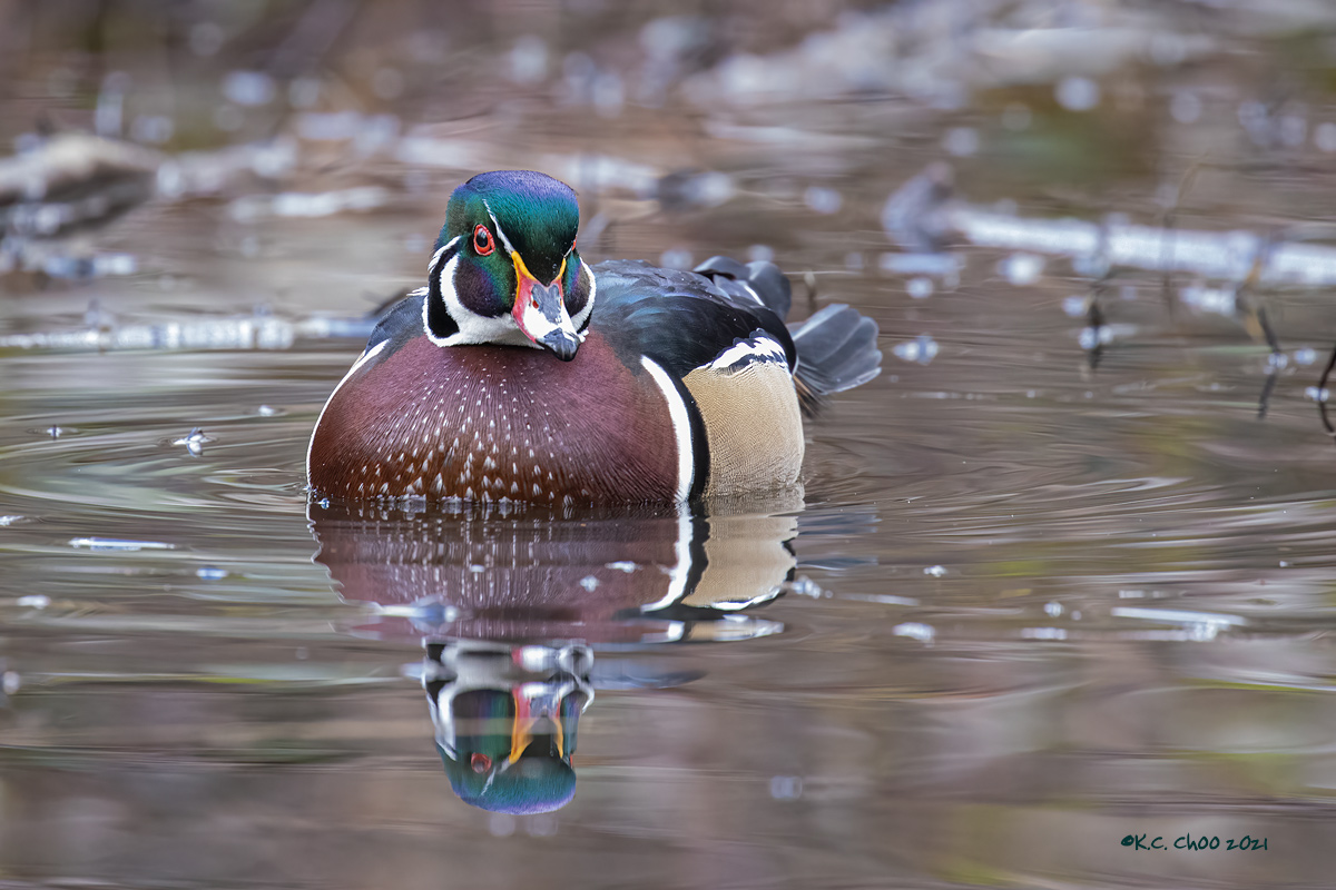 Wood Duck