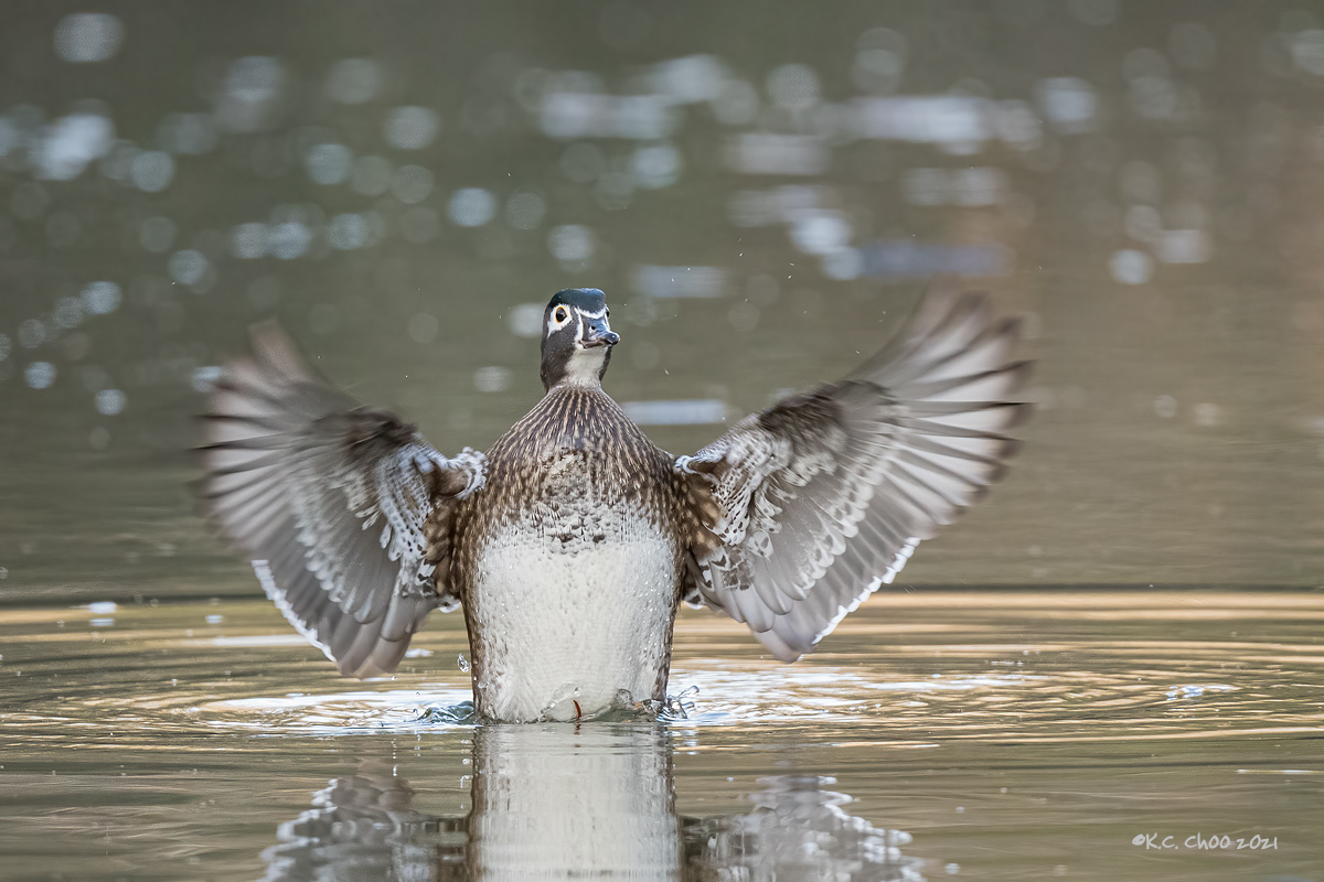 Wood Duck