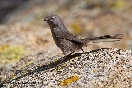 Wrentit