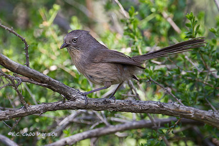 Wrentit