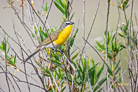 Yellow-breasted Chat