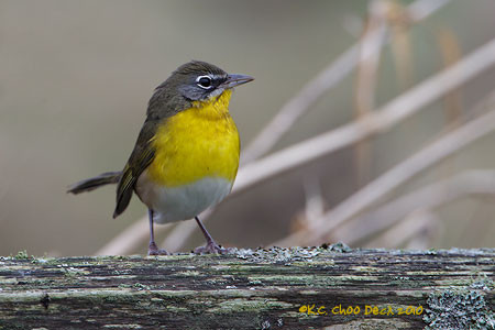 Yellow-breasted Chat