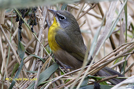 Yellow-breasted Chat