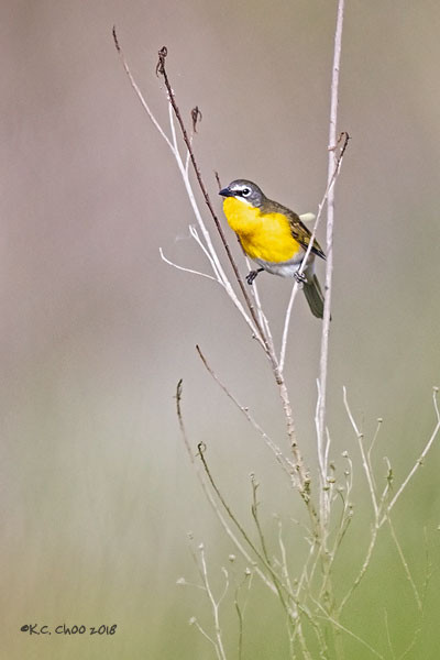 Yellow-breasted Chat