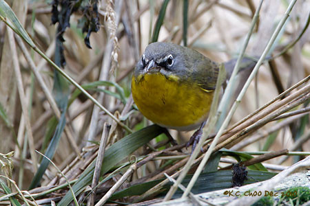 Yellow-breasted Chat