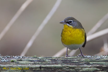 Yellow-breasted Chat