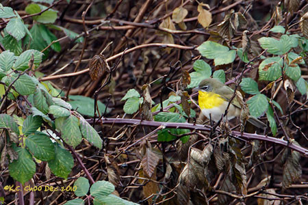 Yellow-breasted Chat