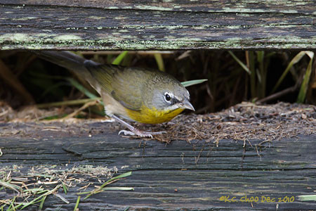 Yellow-breasted Chat