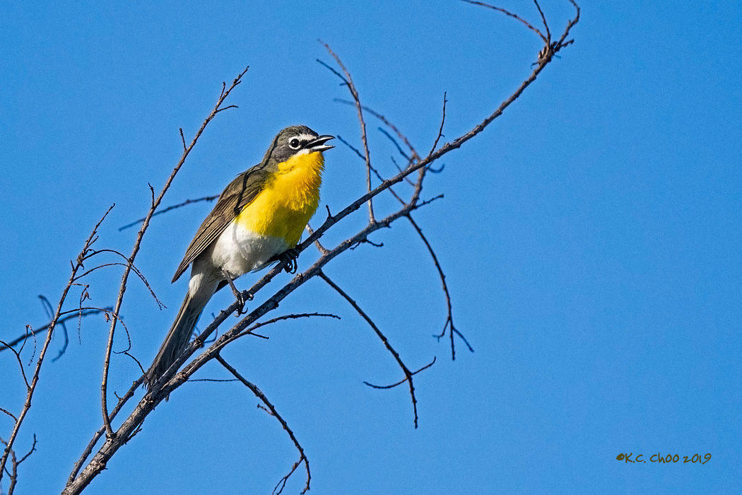 Yellow-breasted Chat